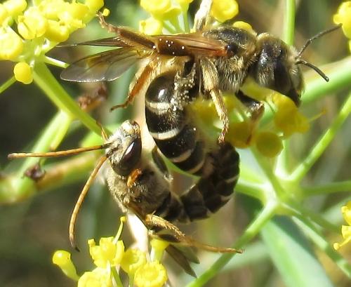 Halictus (brunnescens-quadricinctus)